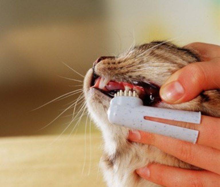 Как чистить зубы кошке: 110 фото и видео инструкция эффективной очистки зубов
