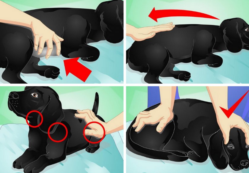 Как сделать массаж кошке при запоре: показания, противопоказания, техника и особенности проведения процедуры