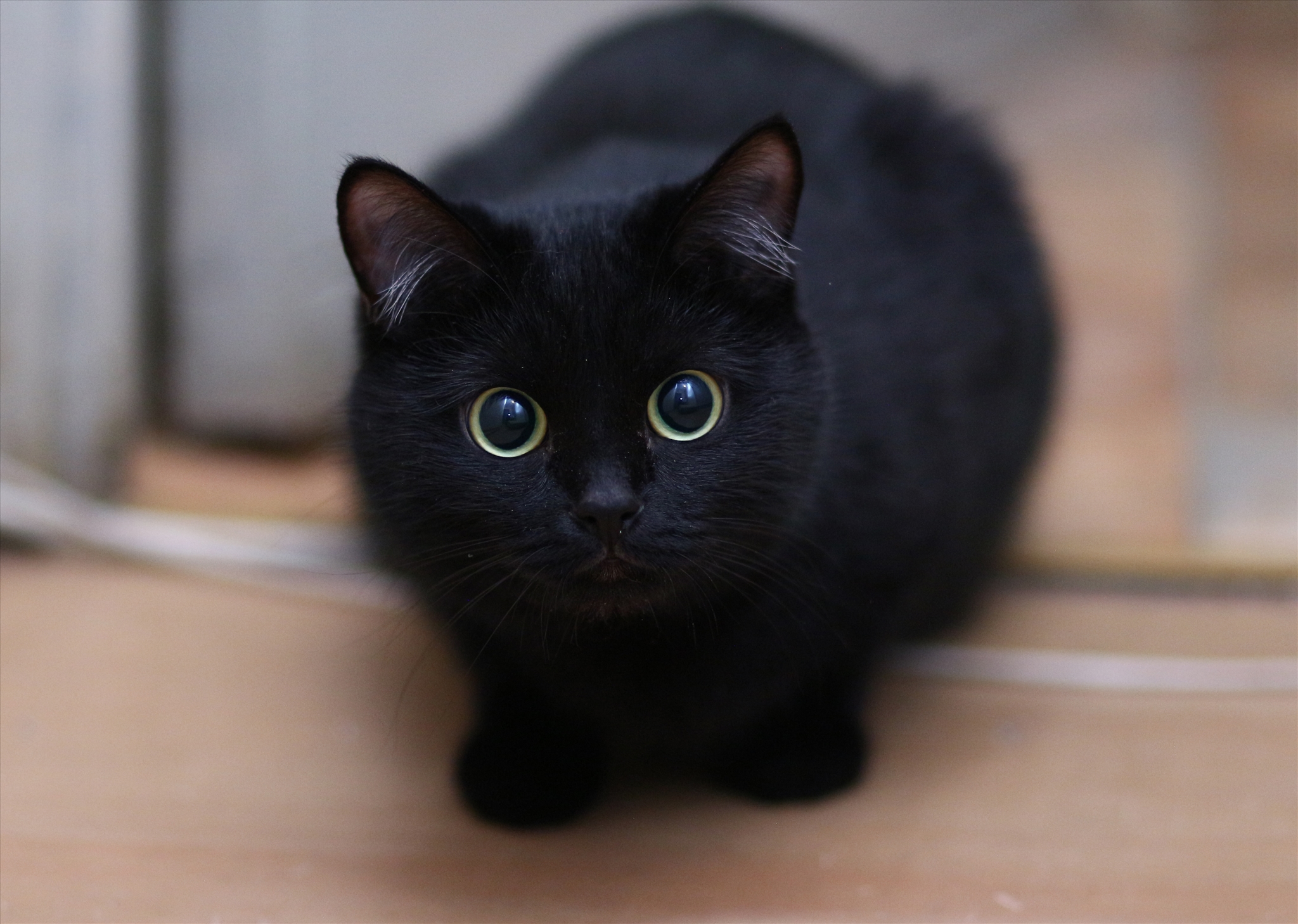 Загадочные чёрные кошки: всё об их окрасе
