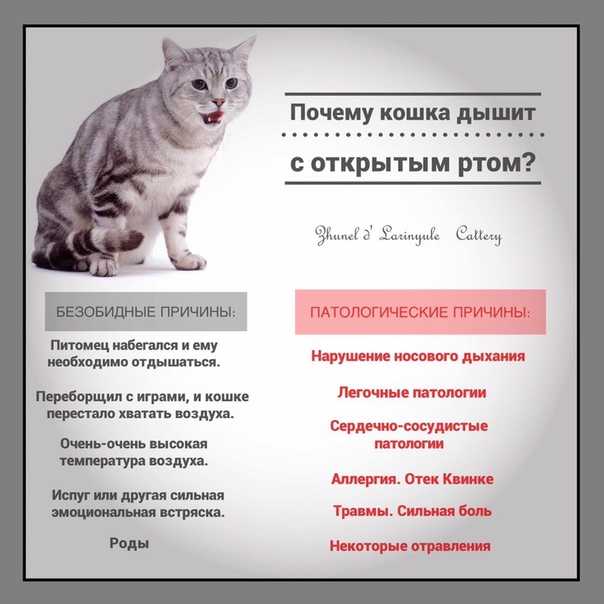 Котёнок тяжело дышит: причины, что делать. особенности дыхания котят, почему котёнок вдруг начал тяжело и с трудом дышать – первая помощь питомцу - автор екатерина данилова - журнал женское мнение