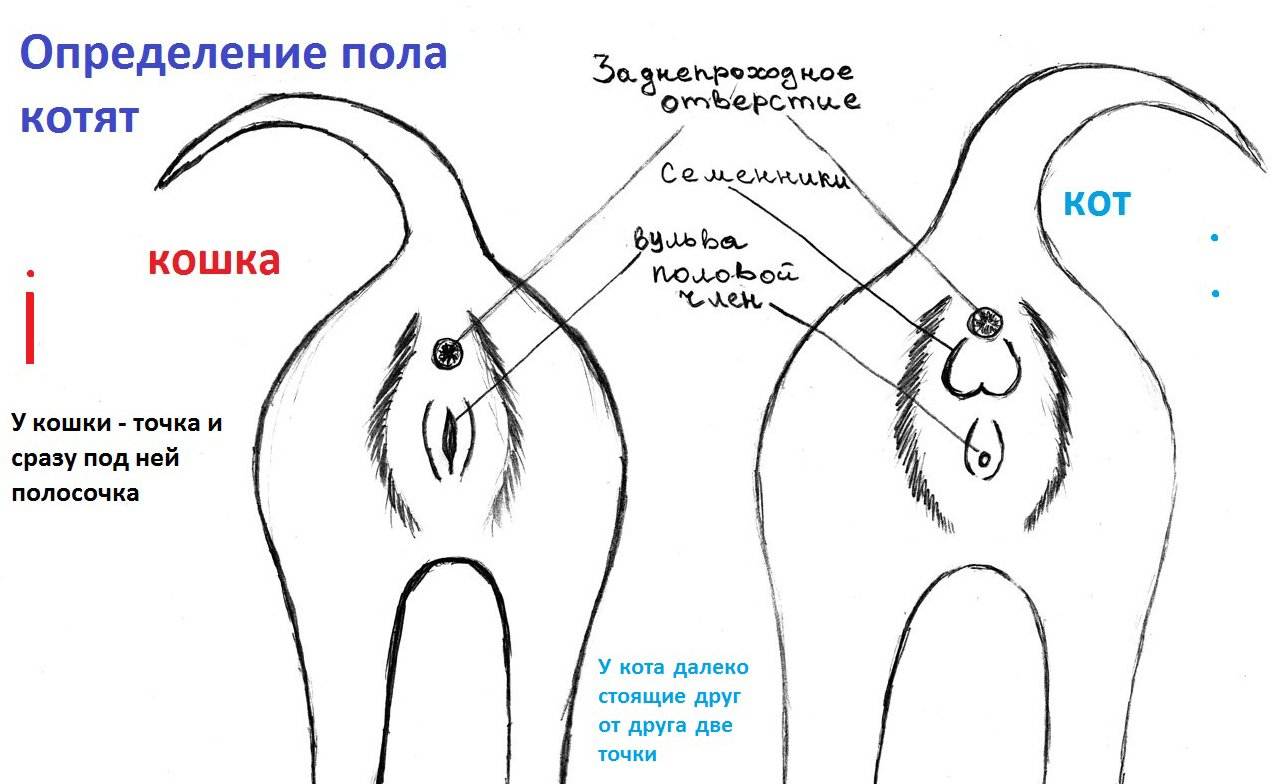 Как понять беременна ли кошка