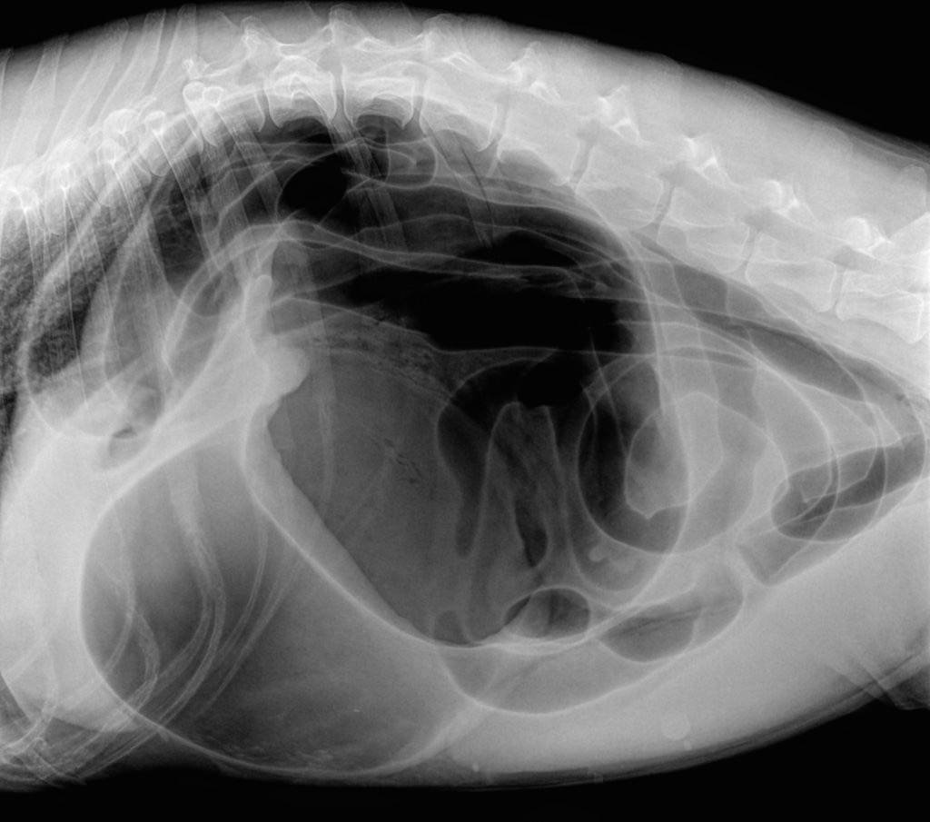 Учимся определять заворот кишок у собаки: диагностика и лечение