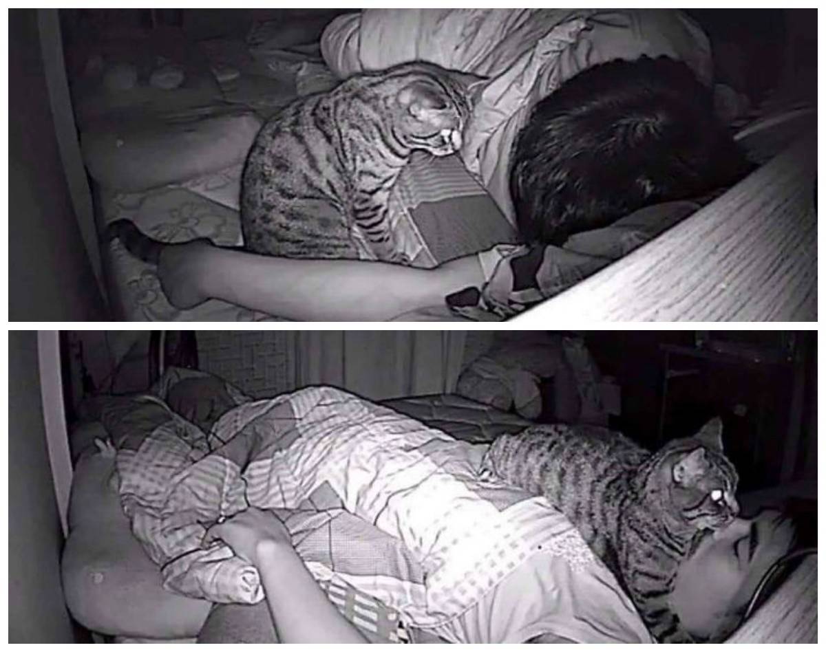 Как научить кота спать всю ночь — лучшие советы