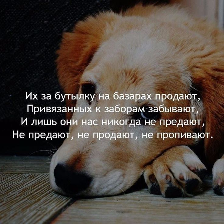 Собака верный друг человека цитаты. цитаты про собак со смыслом