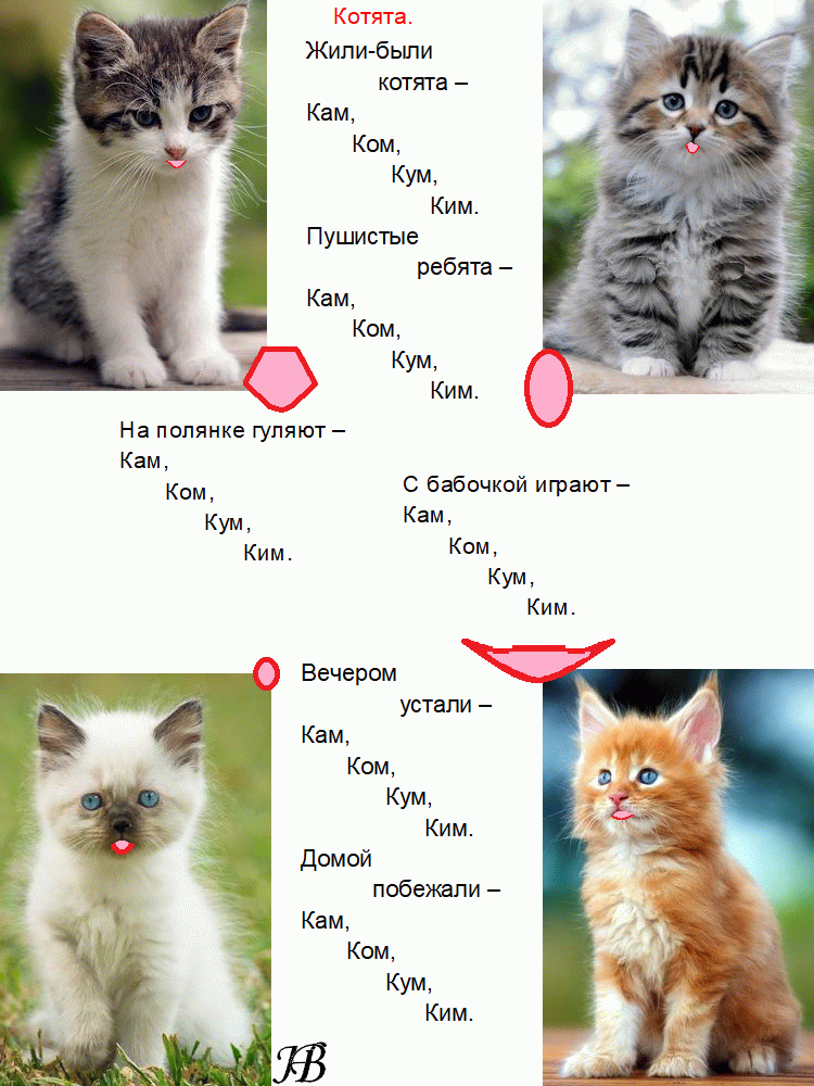 Как назвать сиамских котов мальчика и девочку: самые интересные имена на 2022 год