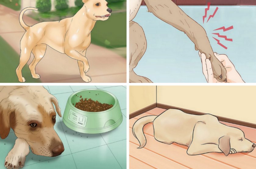Хондросаркома и остеосаркома у собак — злокачественные опухоли костей