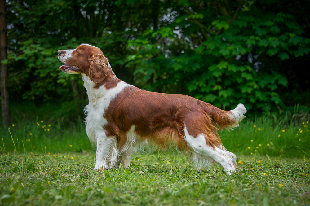 Описание породы собак английский спрингер-спаниель: характер, уход, предназначение. английский спрингер-спаниель: характеристика породы и выращивание