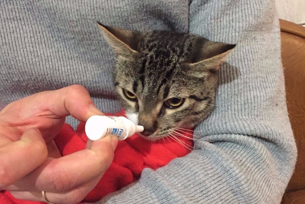 Чем промыть глаза котенку