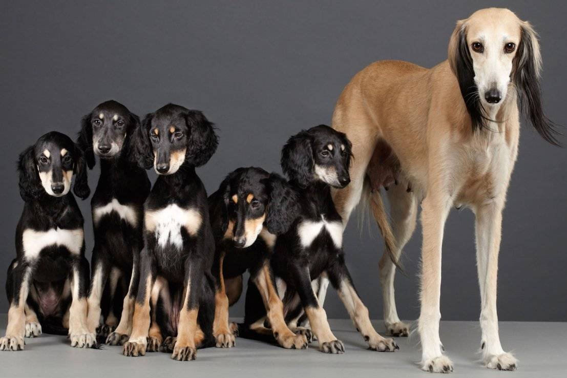Изящная, красивая и грациозная персидская борзая (газелья собака) – салюки
