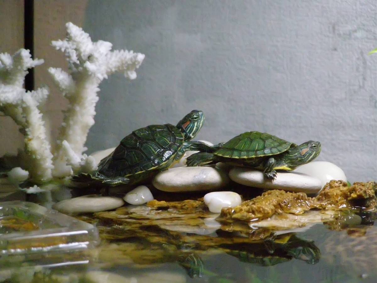 Сухопутные черепахи: виды, правила ухода и содержания