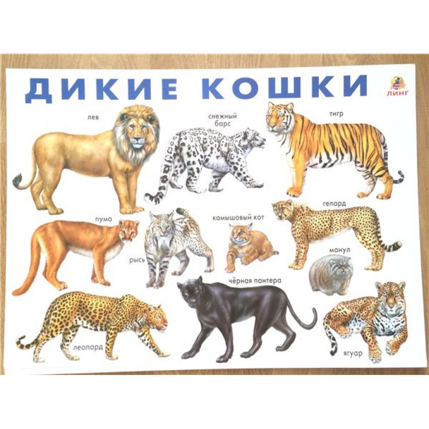 Семейство кошачьи, представители, классификация кошачьих, признаки кошек, строение, инстинкты, органы чувств кошачьих