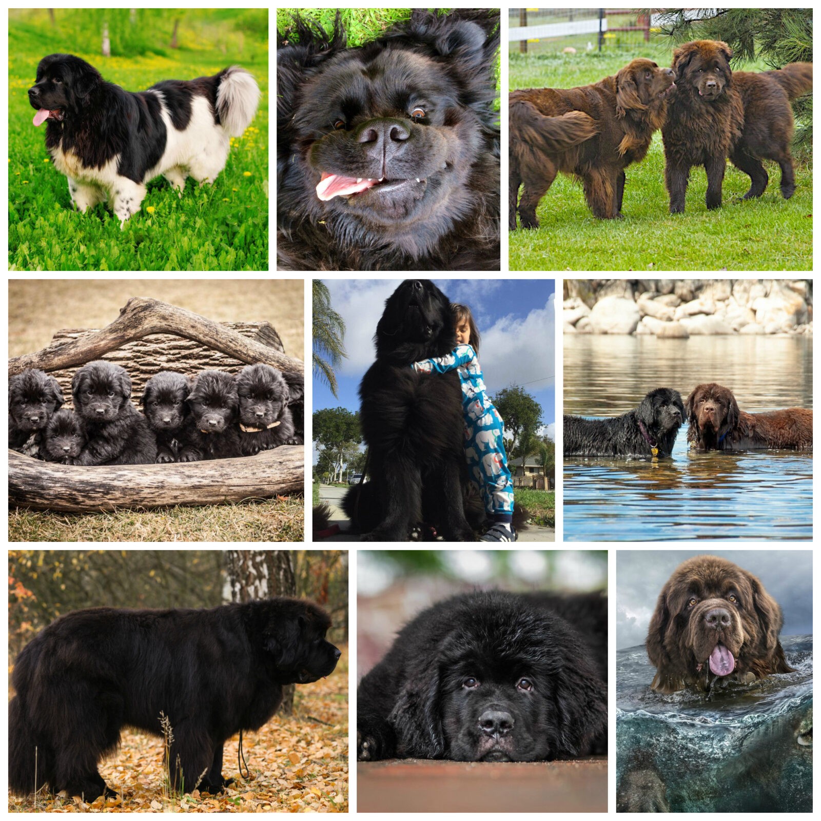 Порода собак ньюфаундленд (водолаз): характеристика и описание, особенности ухода