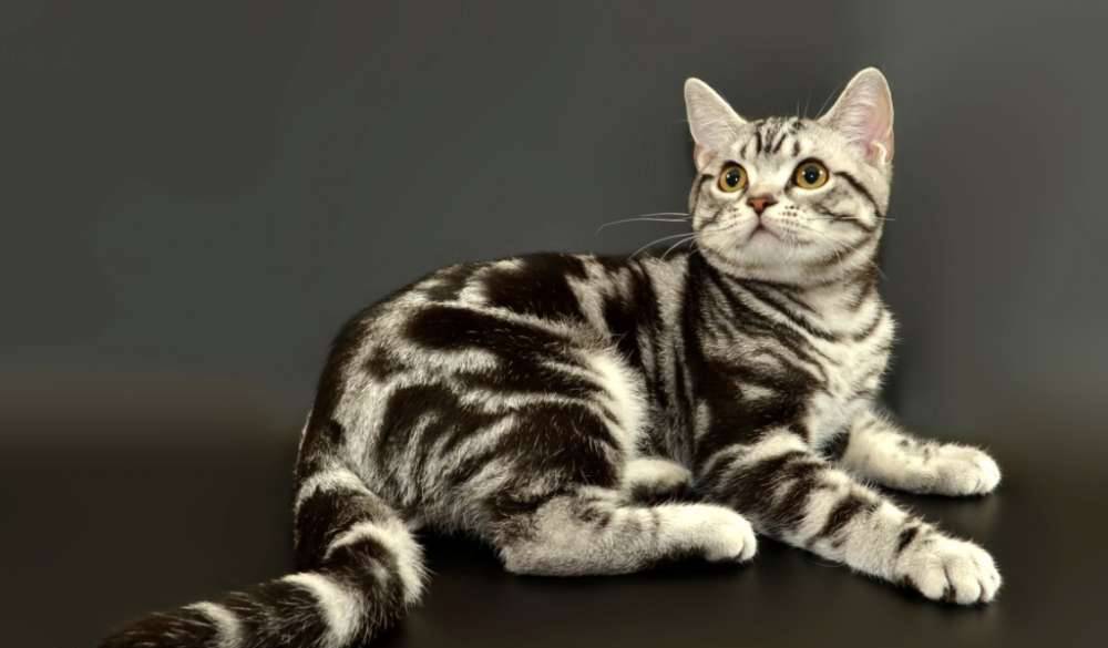 Американские короткошерстные кошки: фото и описание (характер, уход и кормление)
