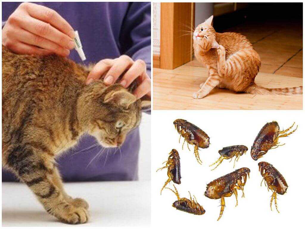 Блохи у кошек - причины, симптомы и лечение