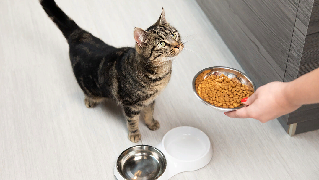 Можно ли кормить кошку или кота только сухим кормом?