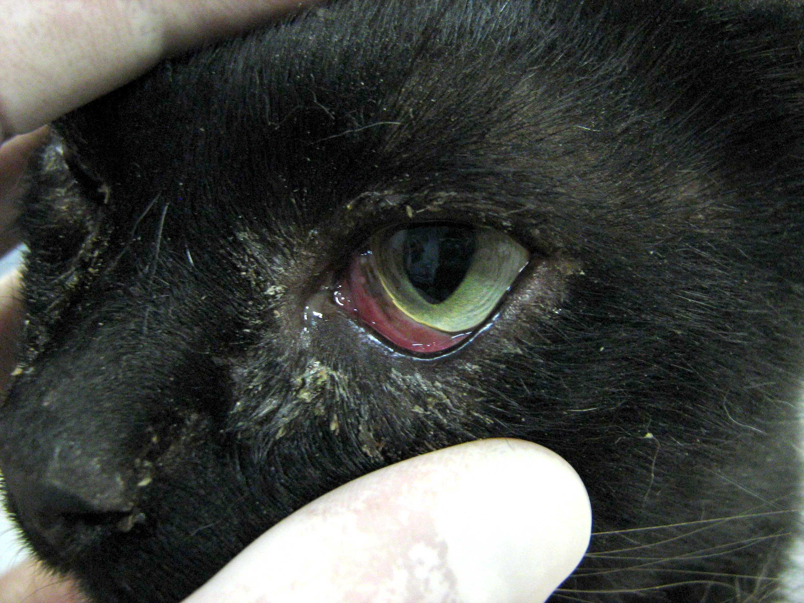 4 причины, почему  у кошки гноятся глаза - симптомы, лечение