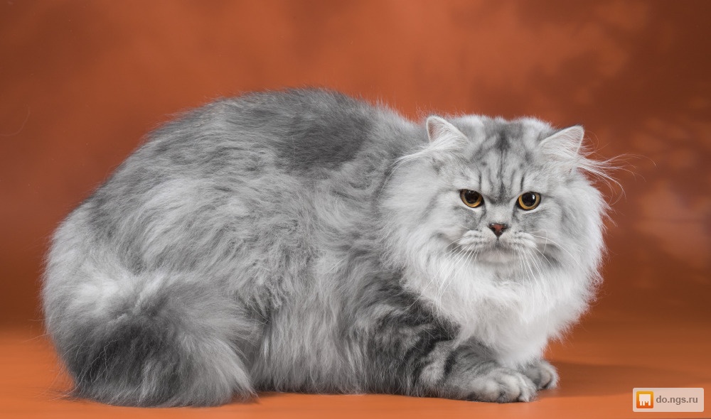 Хайленд (хайленд линкс): описание породы кошек, уход фото, цена