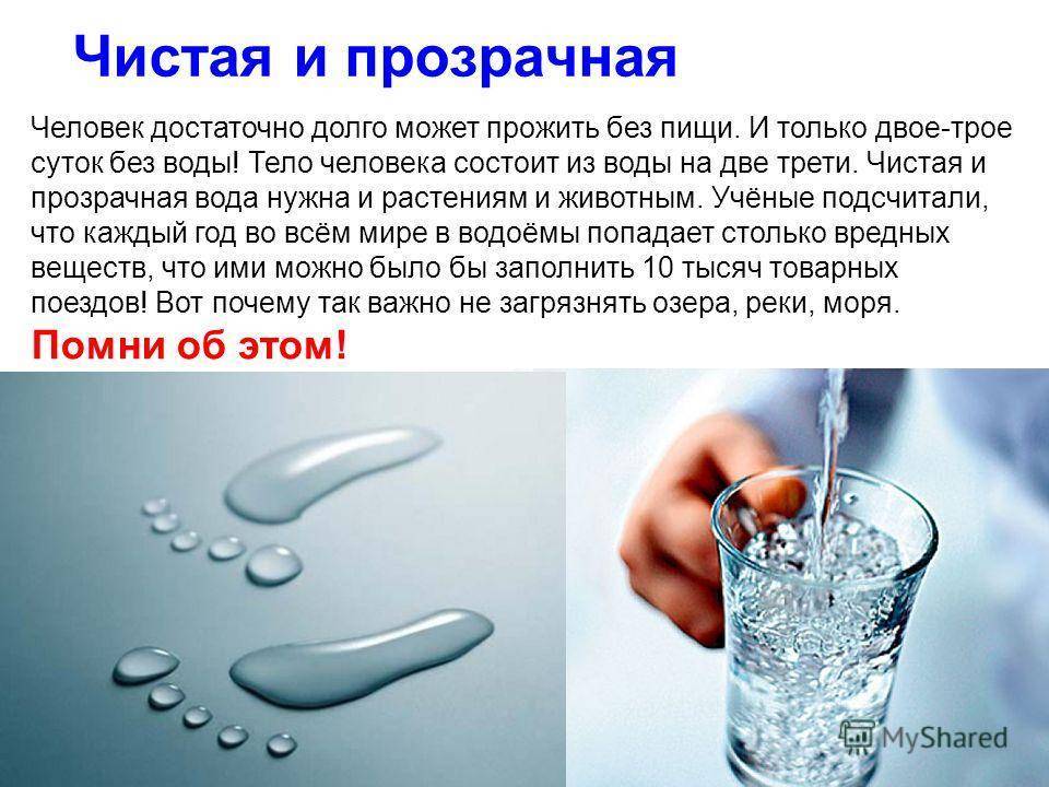 Сколько воды пьет шиншилла, как приучить к поилке, почему не пьет воду