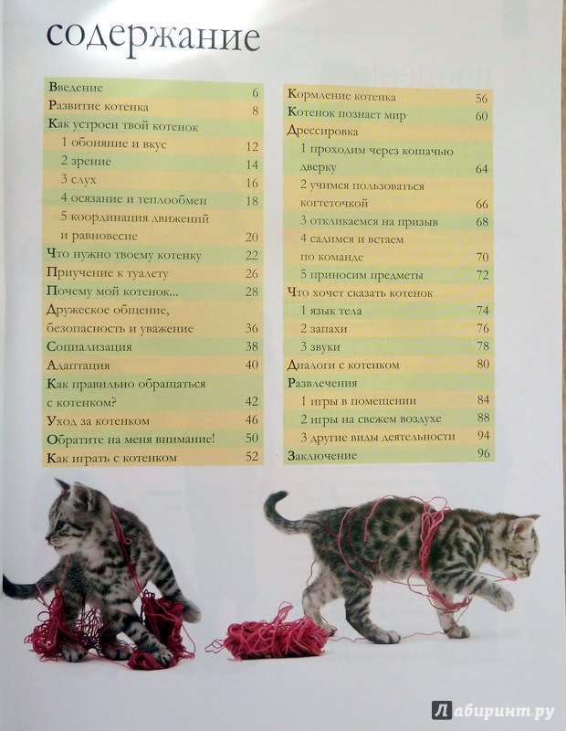 Как выбрать котенка для дома или квартиры – ласкового и здорового?