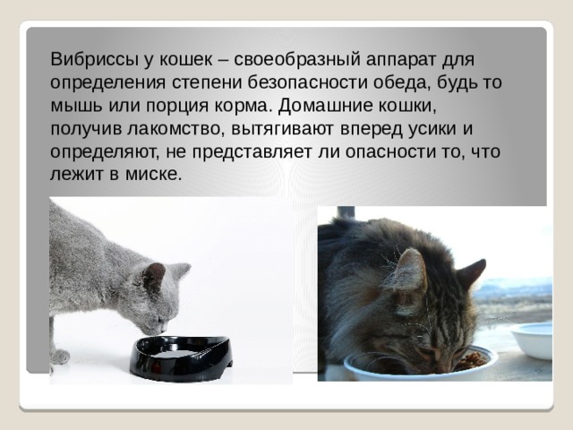Зачем коту усы: особенности, функции и интересные факты :: syl.ru
