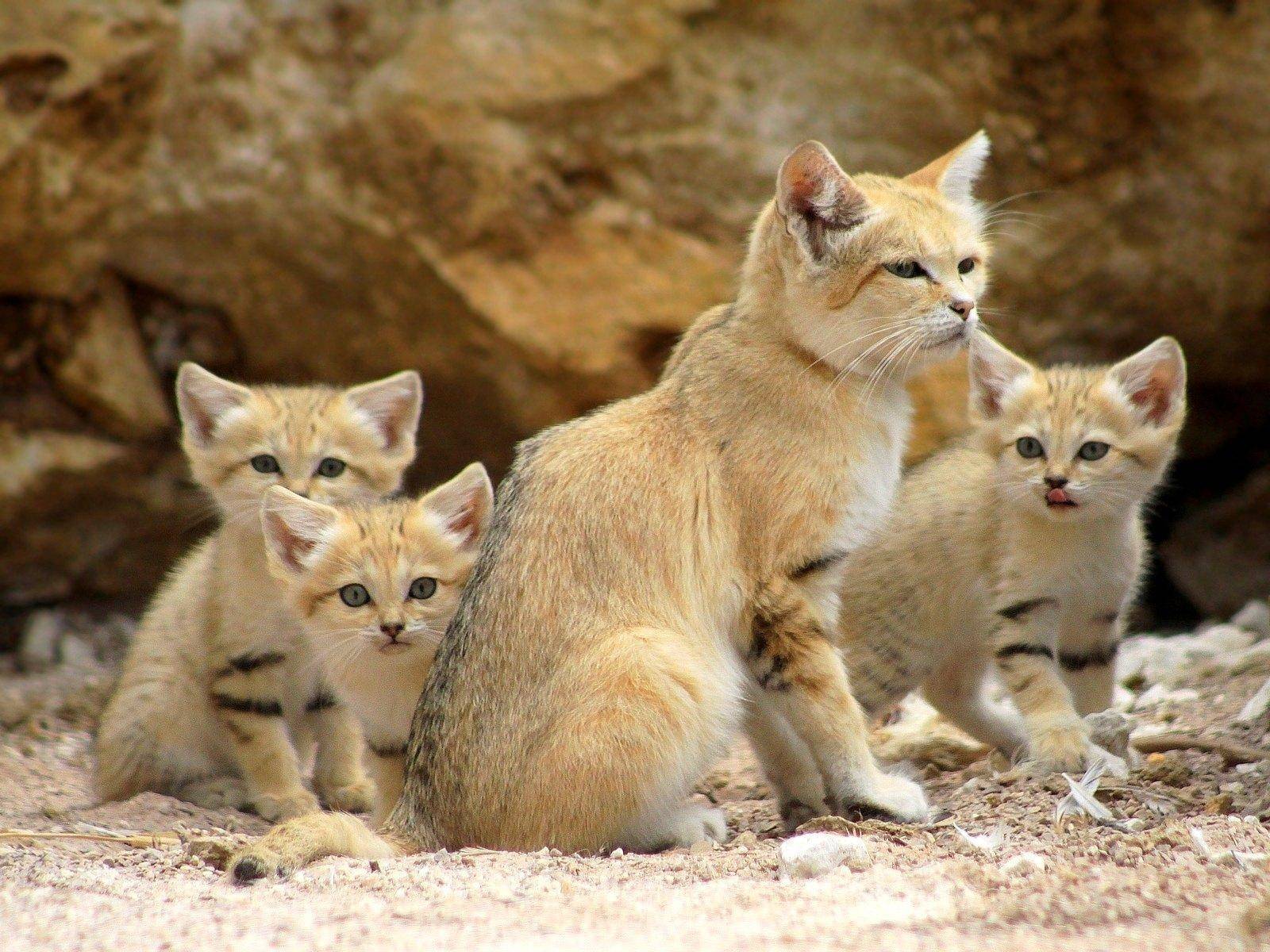 Подробный обзор бархатного кота: описание внешнего вида пустынной кошки