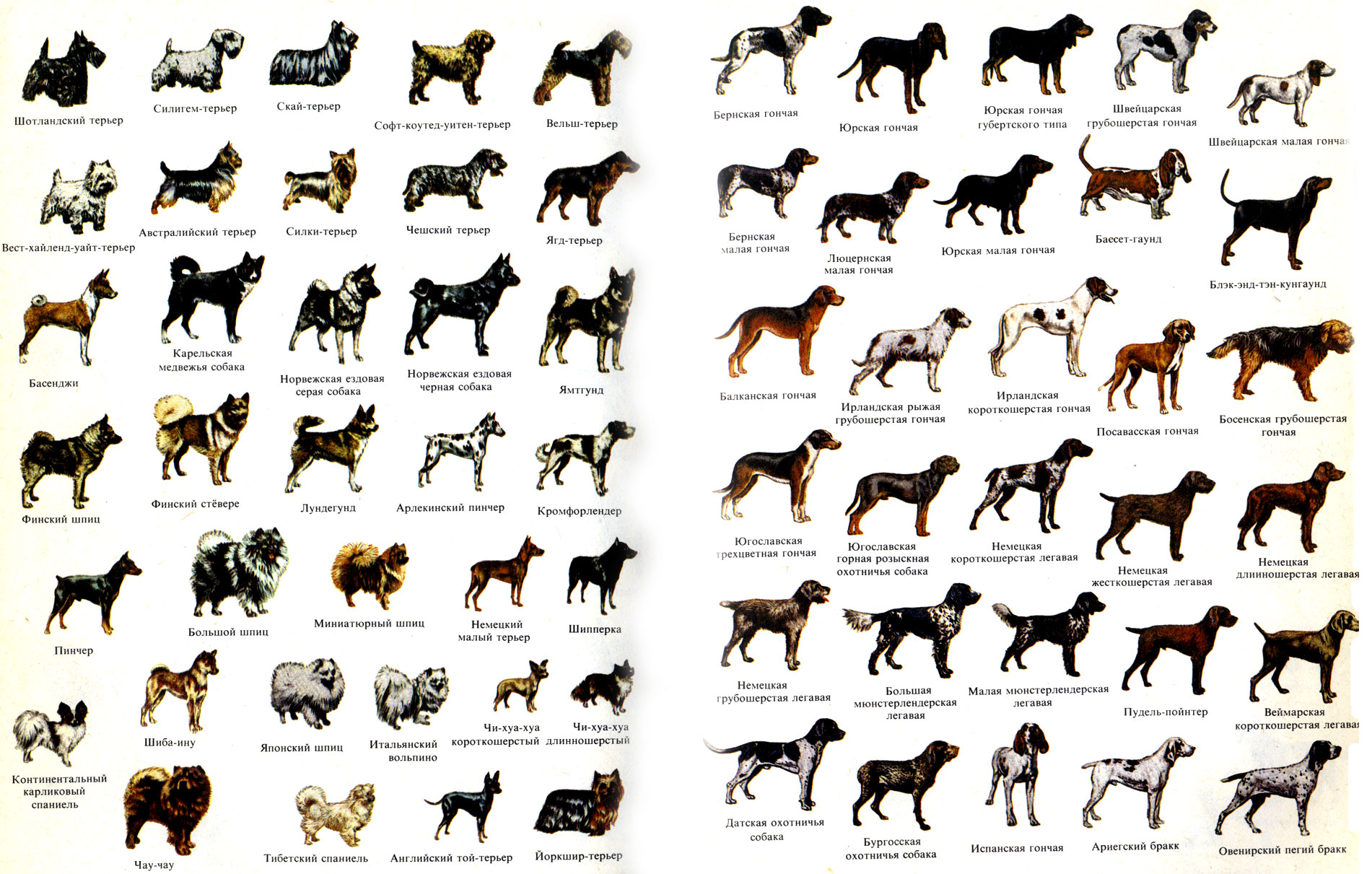 Определение породы собак по фотографии