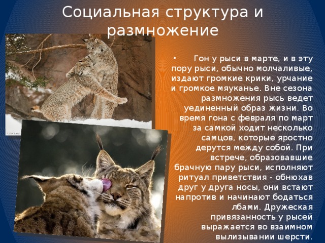 ᐉ калимантанская или борнеоская кошка: фото, описание, внешний вид - zoogradspb.ru