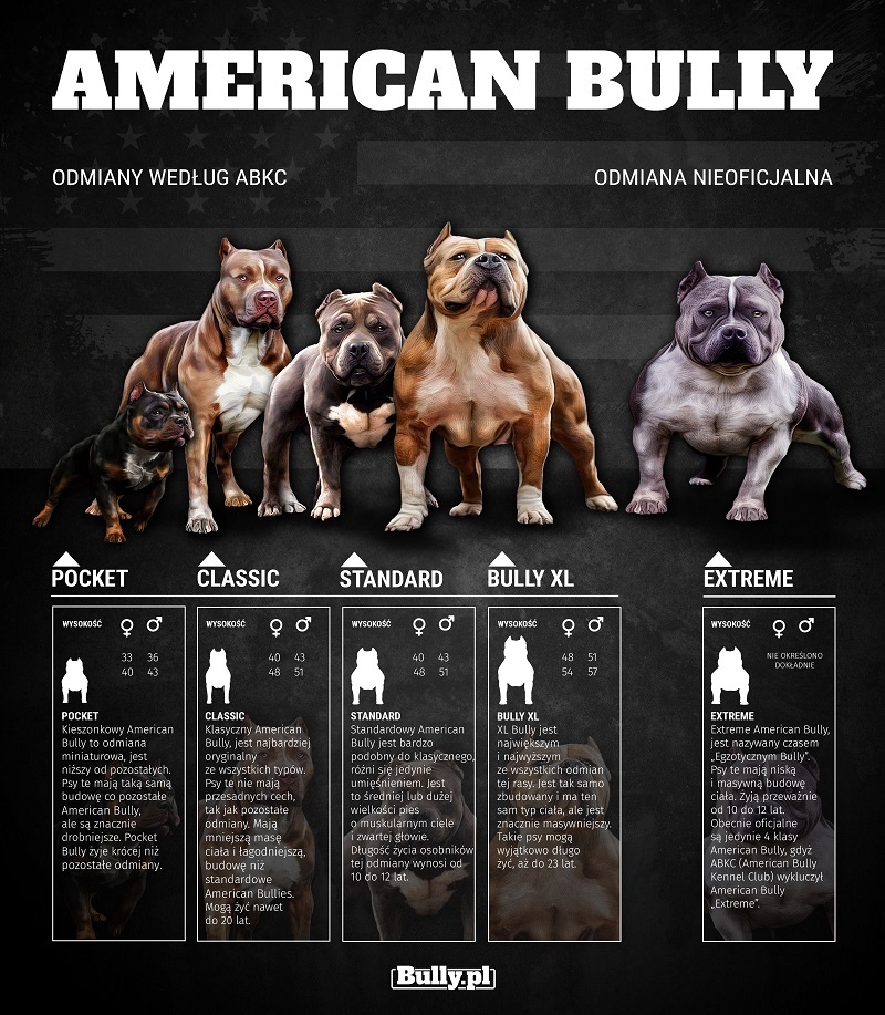 Американский булли: характеристика породы собак