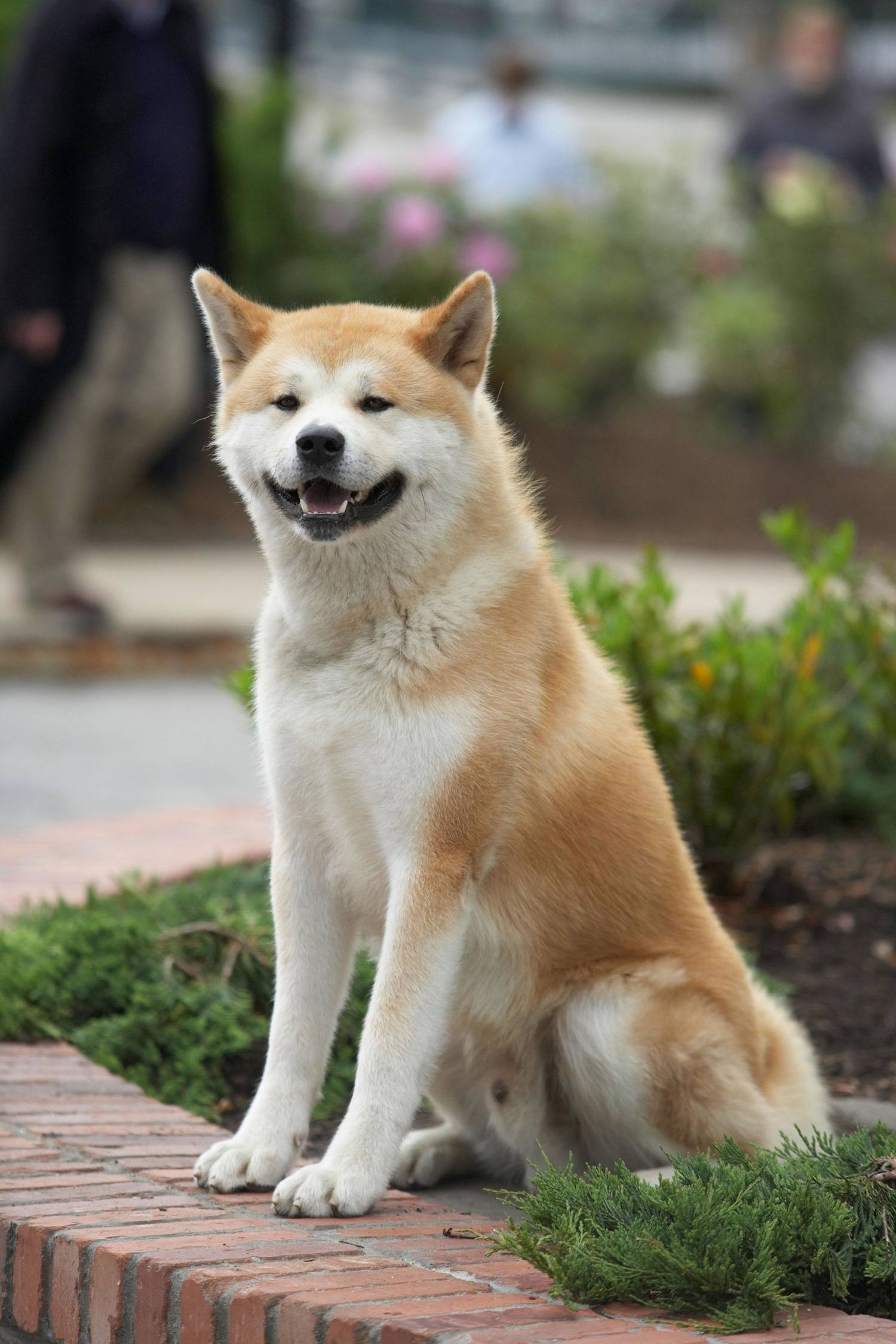 Как называется порода собаки из фильма "хатико", где собака ждала своего хозяина 8 лет, реальная история хати в японии