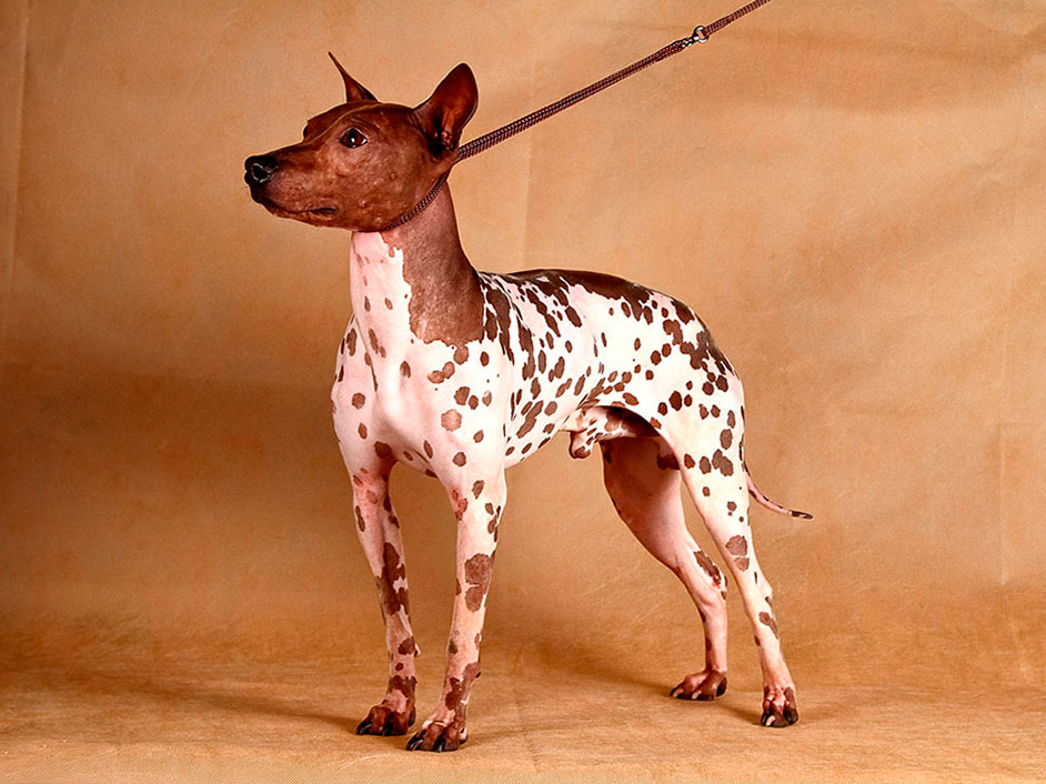 Американский голый терьер: описание породы собак с фото и видео