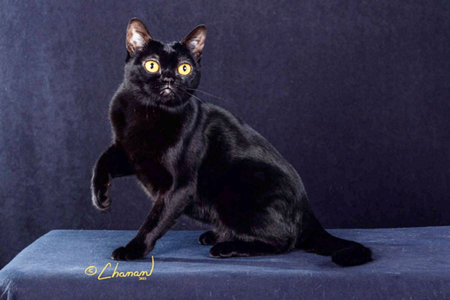 Бомбейская порода кошек: содержание и уход, отзывы владельцев