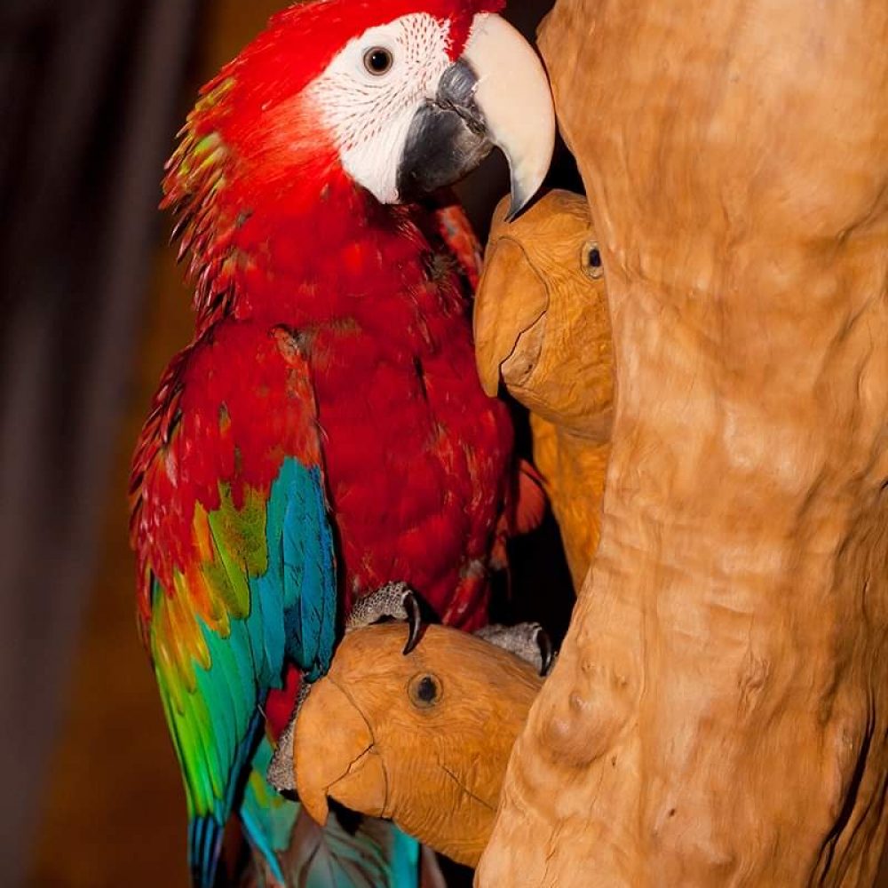 Самые большие попугаи в мире