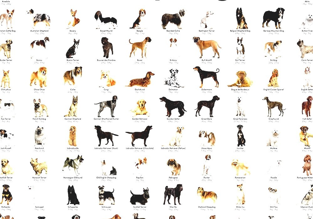 Гладкошерстные породы собак: обзор популярных разновидностей