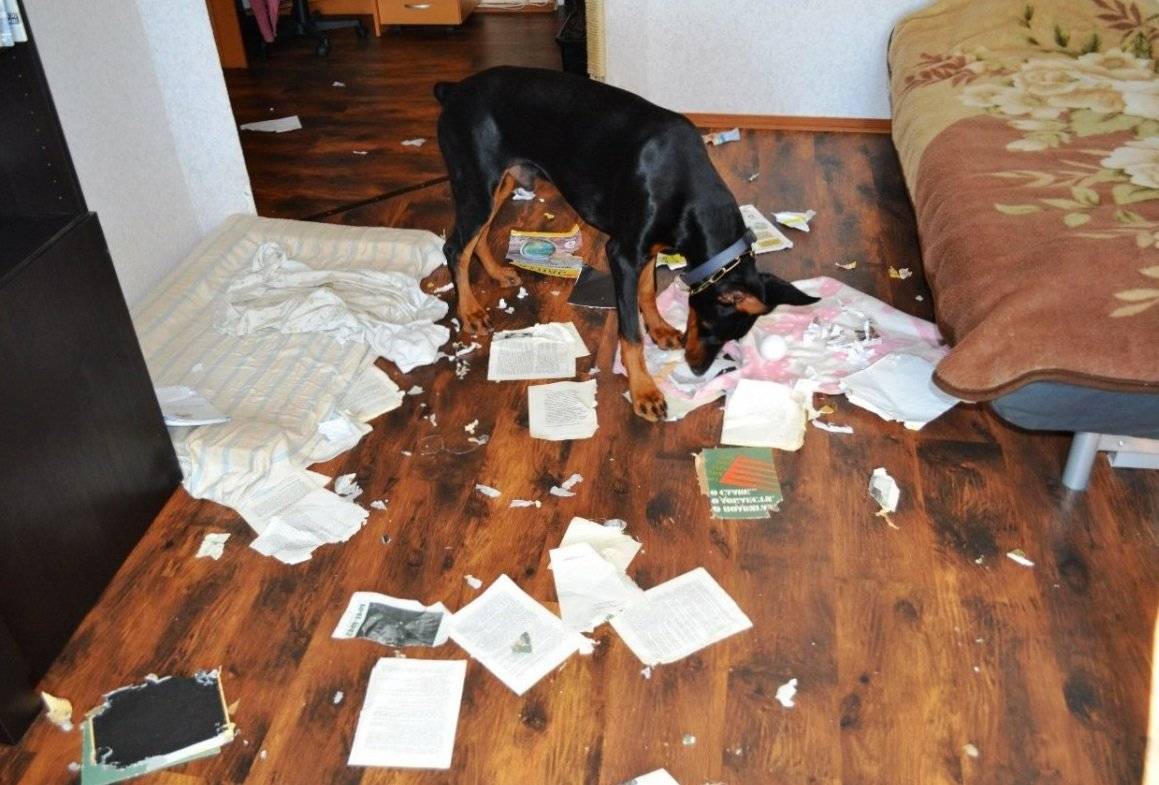 Собака сгрызла мебель