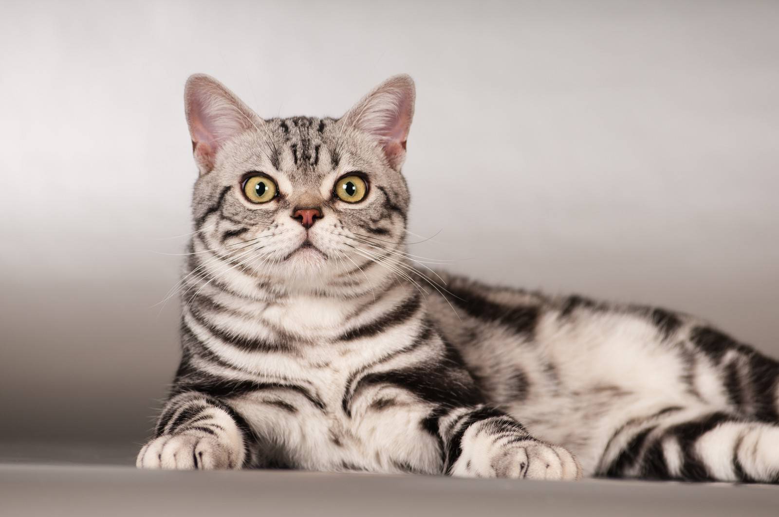 Американская короткошерстная кошка: описание породы, фото, окрасы, характер, отзывы владельцев