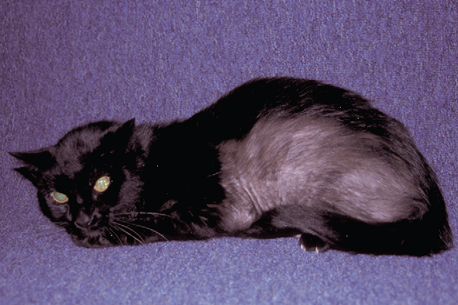 Блошиный дерматит у кошек: причины, симптомы, лечение
