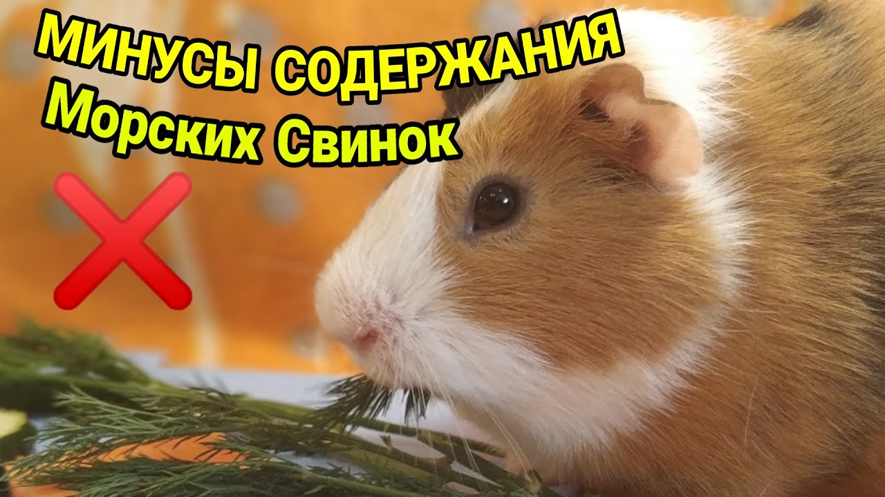 Какого пола и сколько животных лучше приобретать. морские свинки