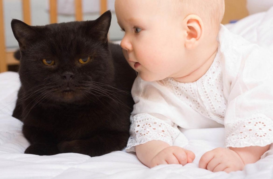Какую кошку лучше завести для ребёнка в квартире - описание пород