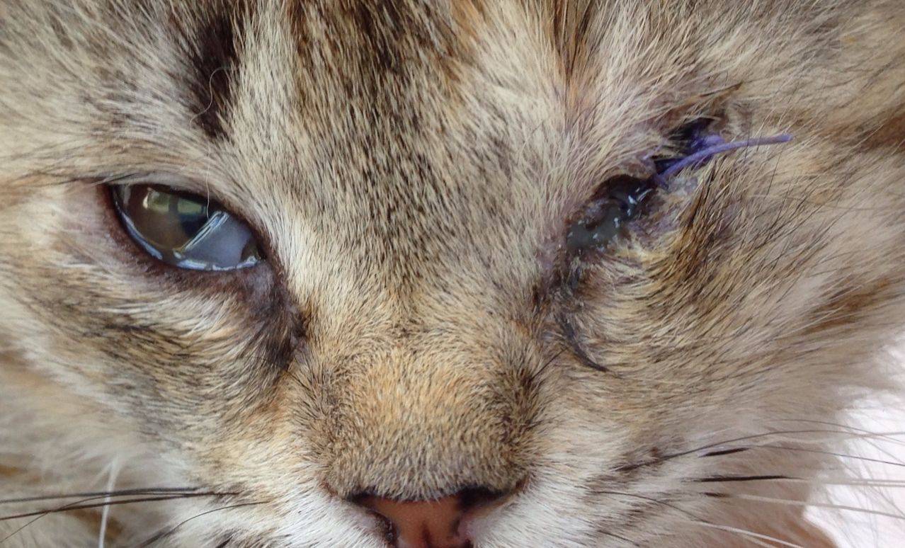 Конъюнктивит у кошки: виды, причины появления, лечение