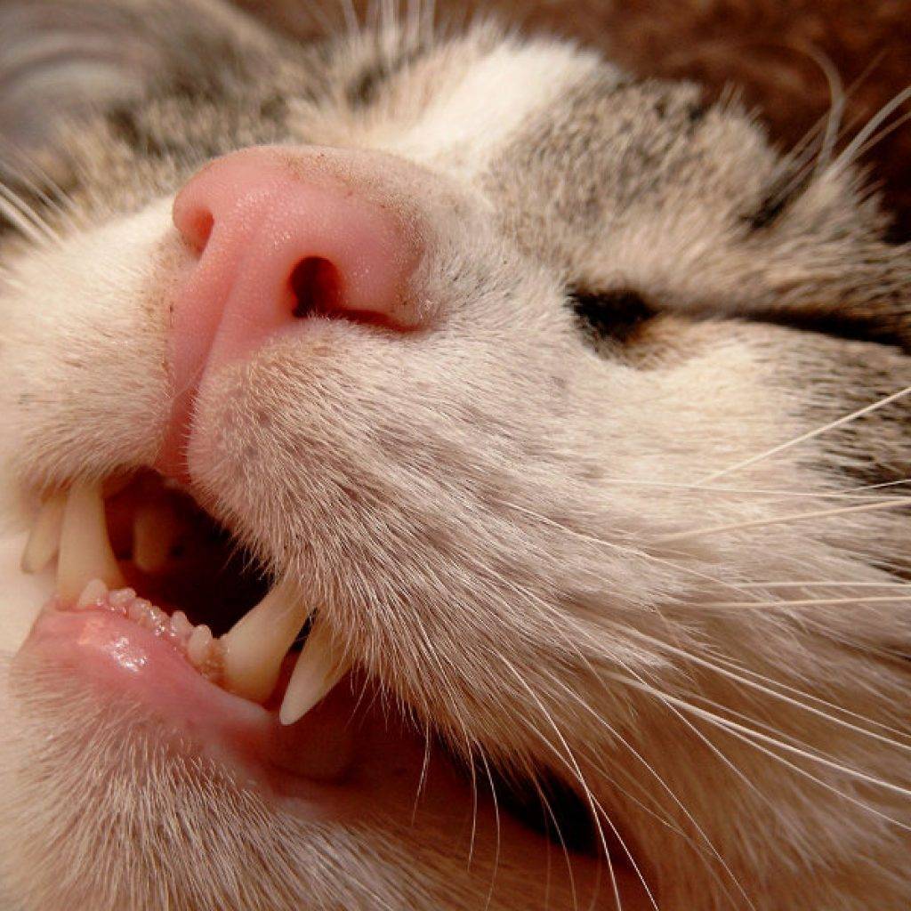 Как выглядит челюсть кошки фото