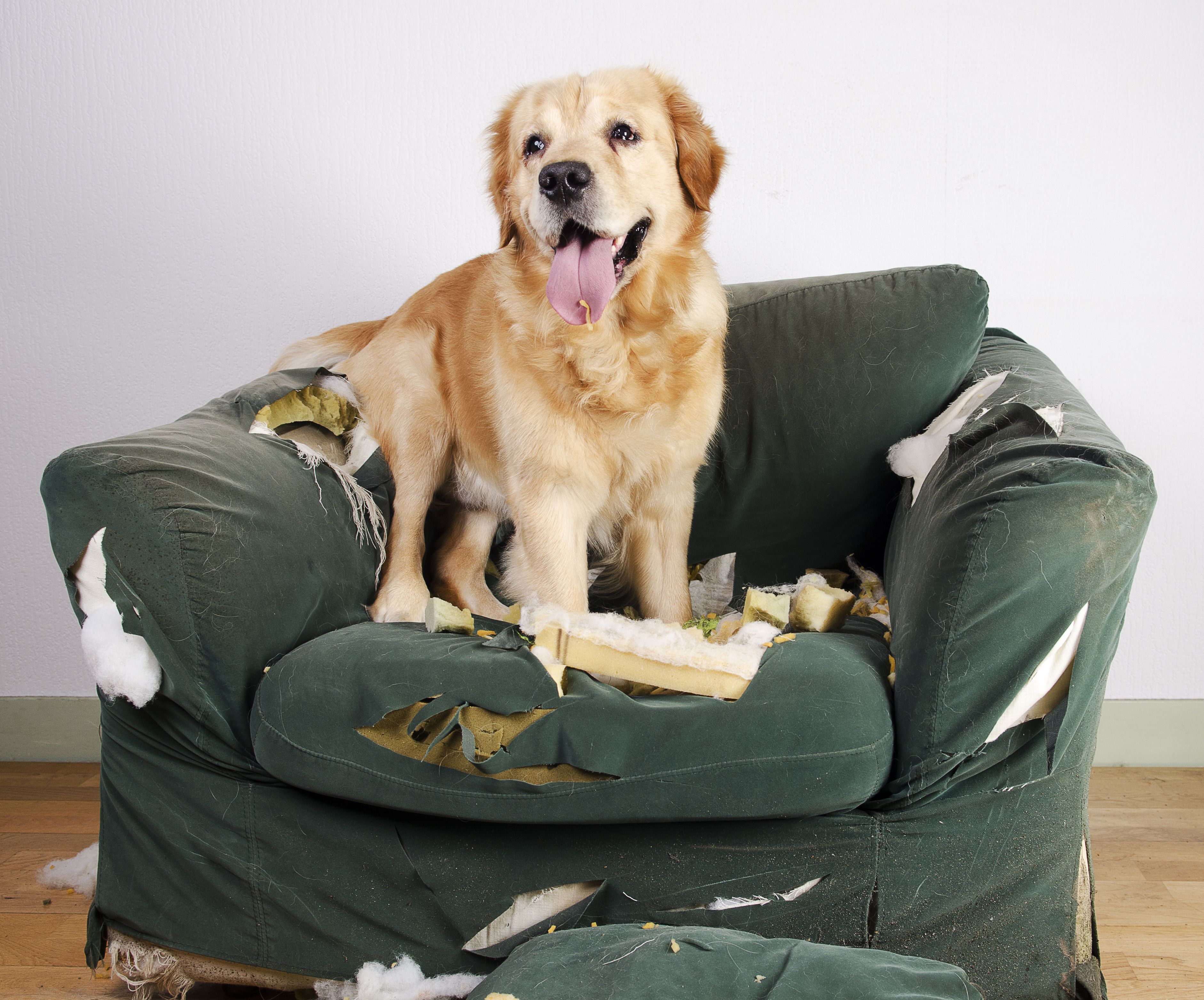 Как отучить собаку грызть вещи: выясняем причины и подбираем методы корректировки поведения | ваши питомцы