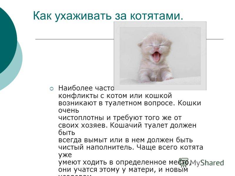 Как давать кошке таблетки, капсулы и жидкие препараты