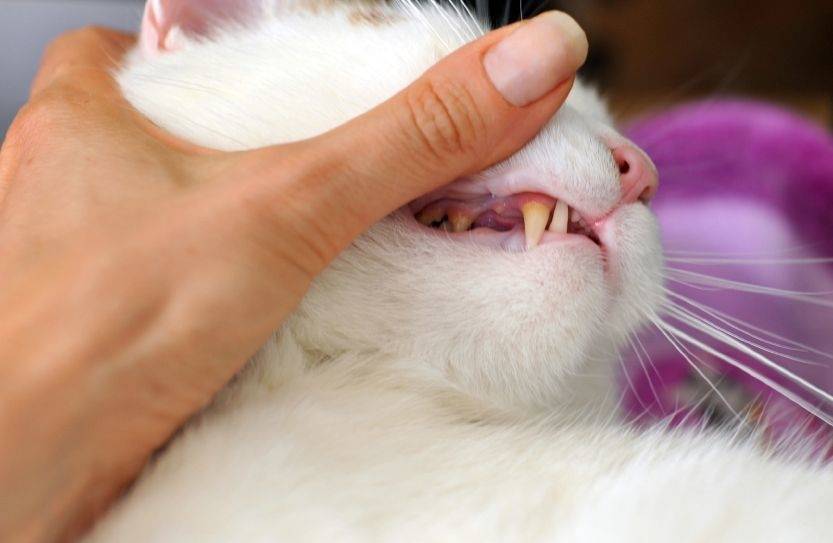Стоматит у кошек: как лечить в домашних условиях
