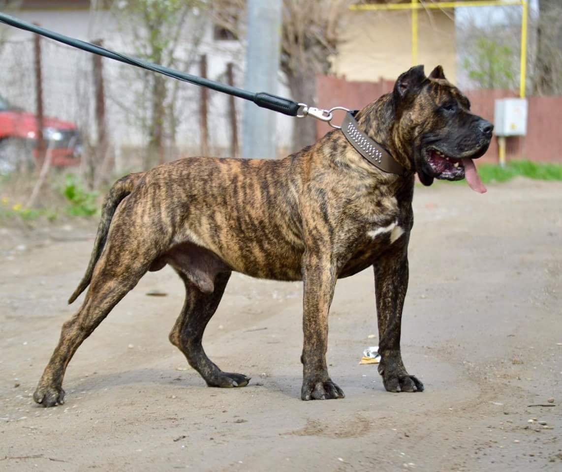 Канарский дог (перро де преса канарио) — фото, описание породы собак, особенности