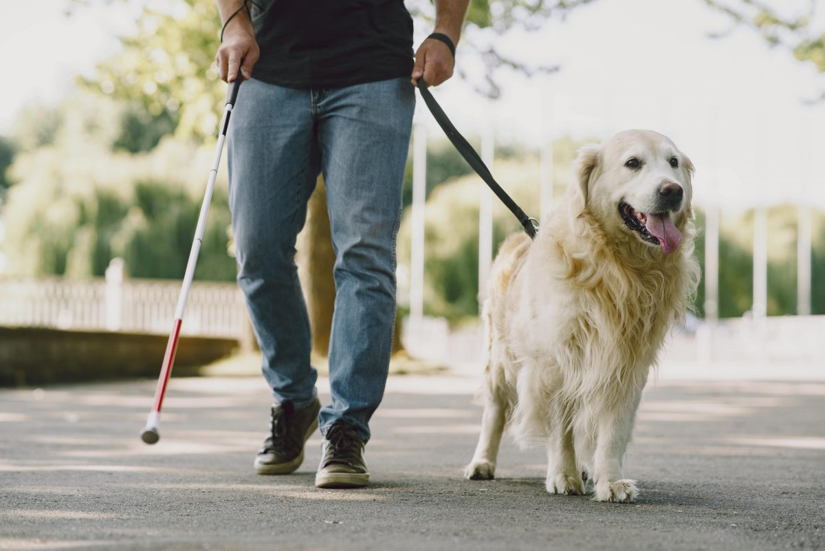 Помощник для слепых – собака-поводырь: топ 10 наиболее востребованных пород