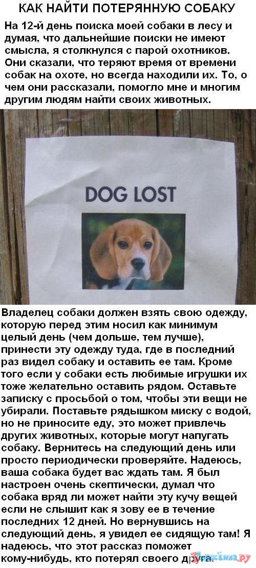 Что делать, если потерялась взрослая собака или щенок: как её найти своими силами