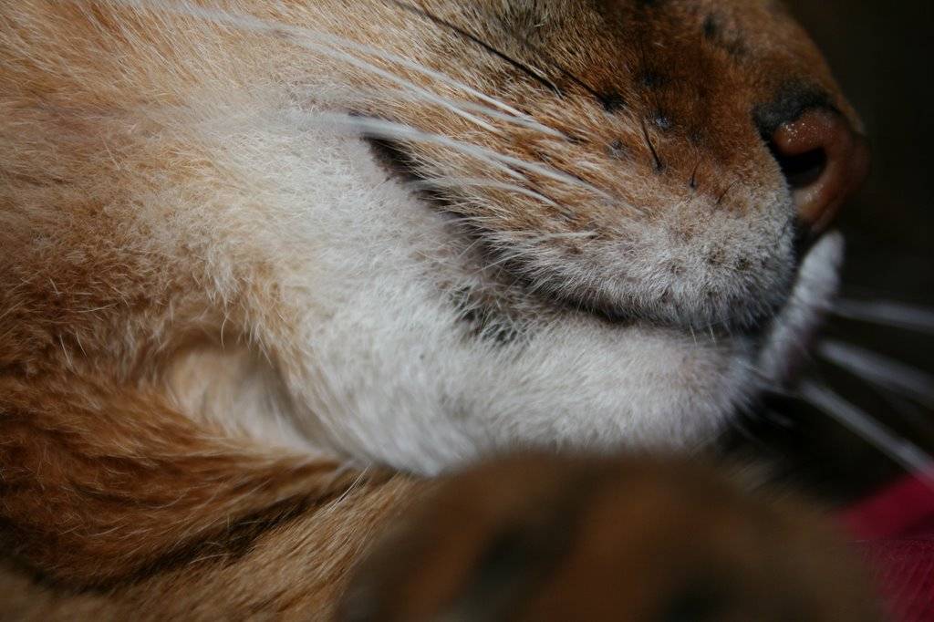 Все о эозинофильной гранулеме у кошки: особенности лечения индолентной язвы