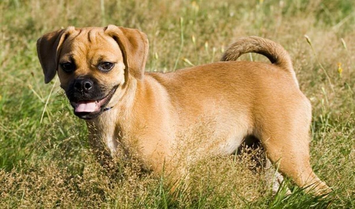 Пагль: фото собак, описание породы и условия содержания животного | beauty-line14a.ru