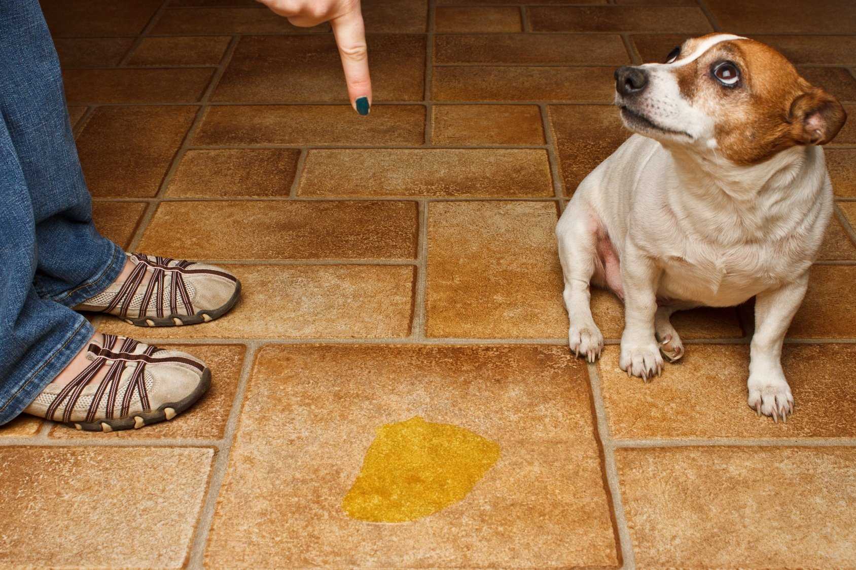 Как отучить собаку или щенка грызть обувь в отсутствии хозяина, хитрости и народные средства
