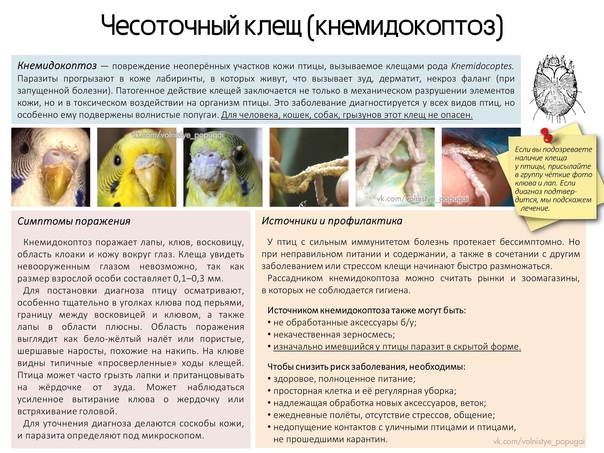 Понос у попугая: причины, симптомы, лечение